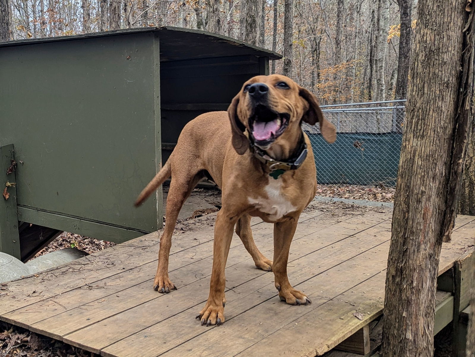 Kaya