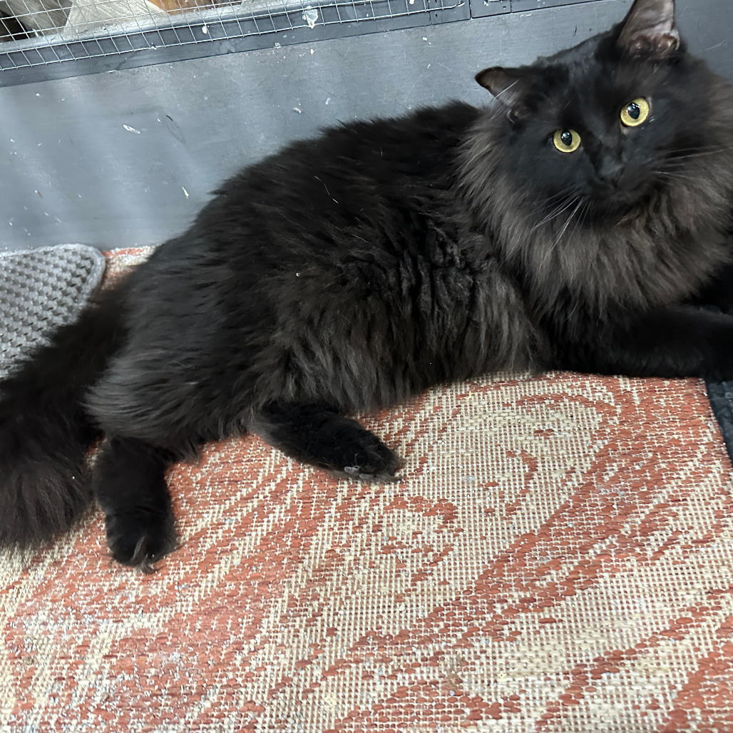 Sora, an adoptable Persian, Domestic Long Hair in Nokesville, VA, 20181 | Photo Image 1