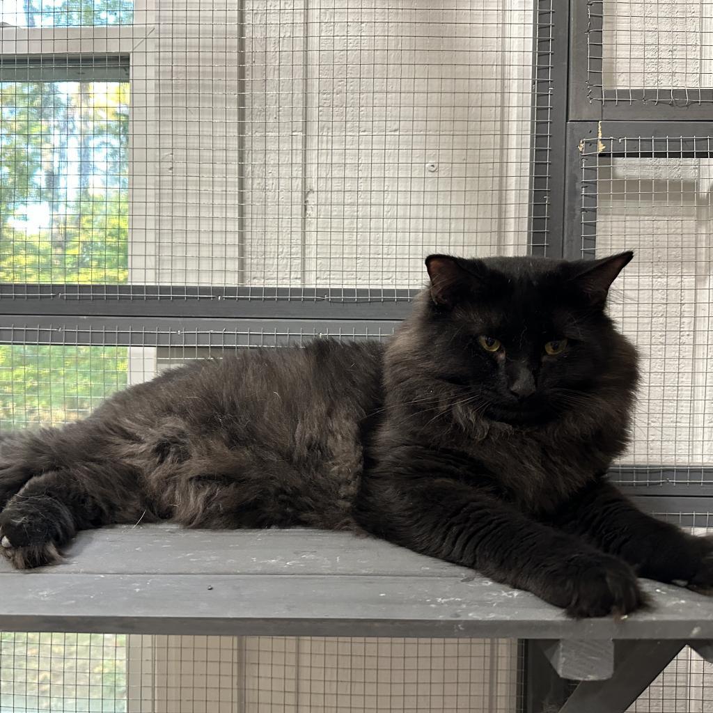 Sora, an adoptable Persian, Domestic Long Hair in Nokesville, VA, 20181 | Photo Image 2