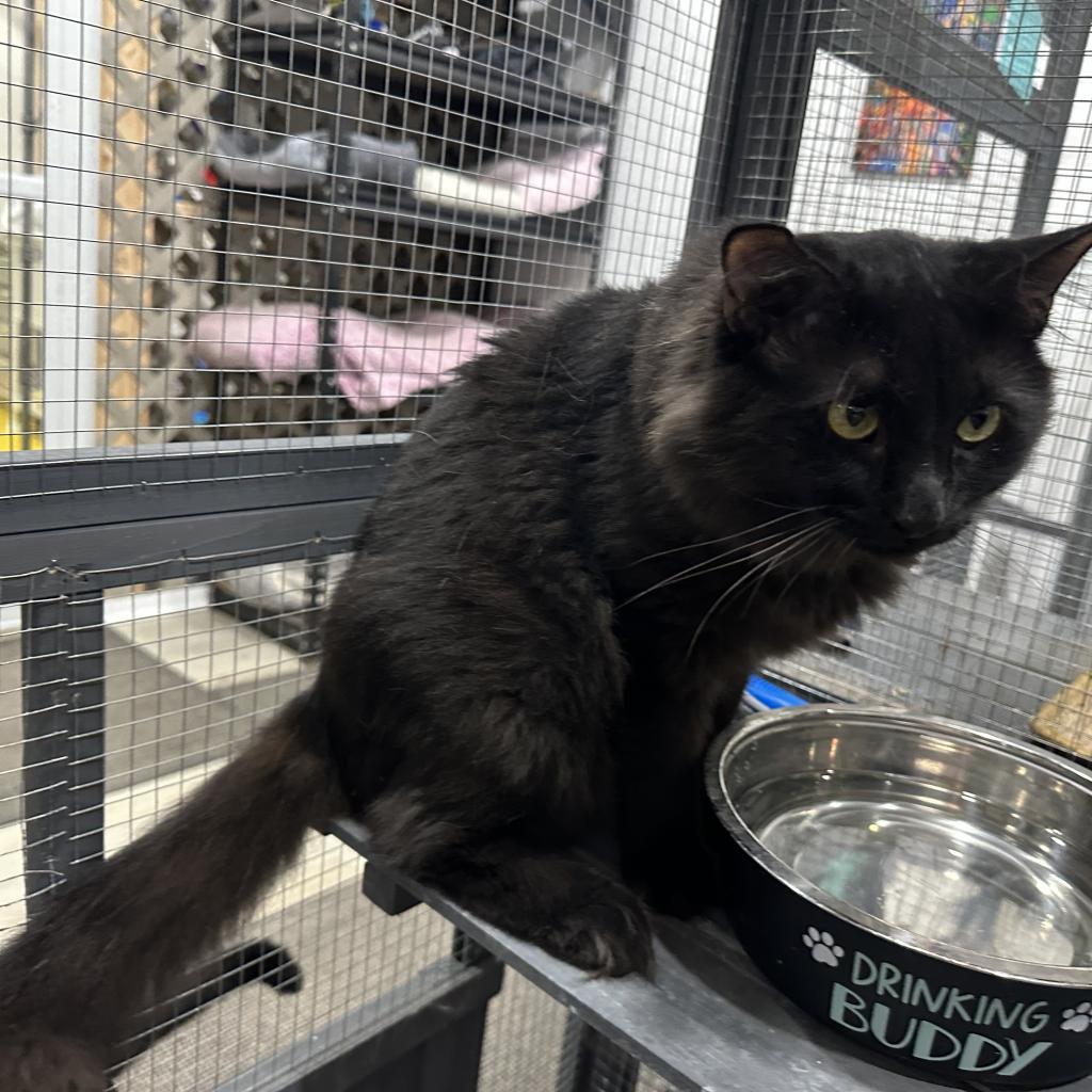 Sora, an adoptable Persian, Domestic Long Hair in Nokesville, VA, 20181 | Photo Image 3