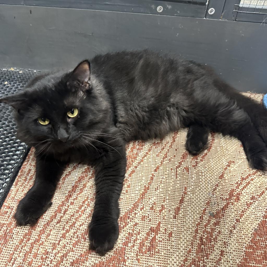 Sora, an adoptable Persian, Domestic Long Hair in Nokesville, VA, 20181 | Photo Image 4