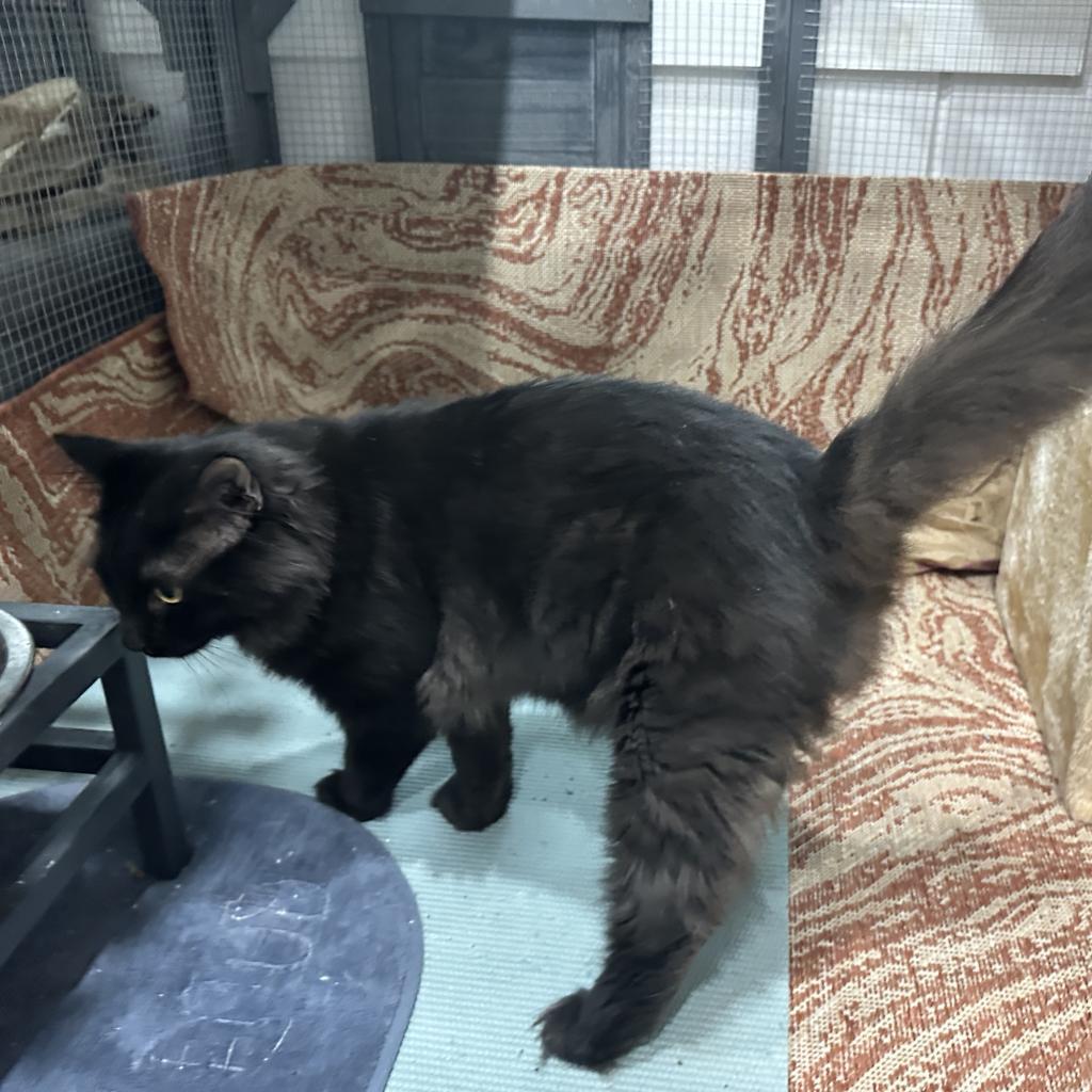 Sora, an adoptable Persian, Domestic Long Hair in Nokesville, VA, 20181 | Photo Image 5