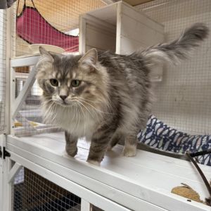 Tales, Adult Male Maine Coon