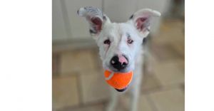 Nivea ***RESCUE CENTER***, Young Female Australian Shepherd