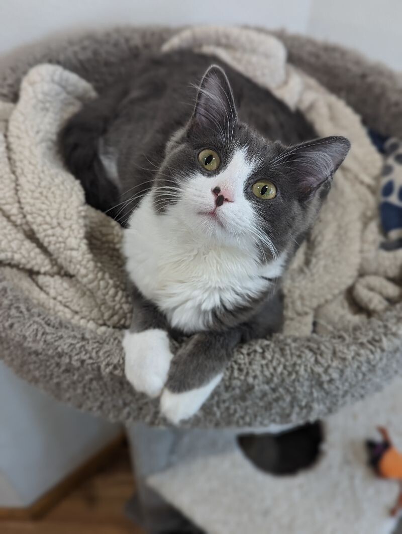 Gracie