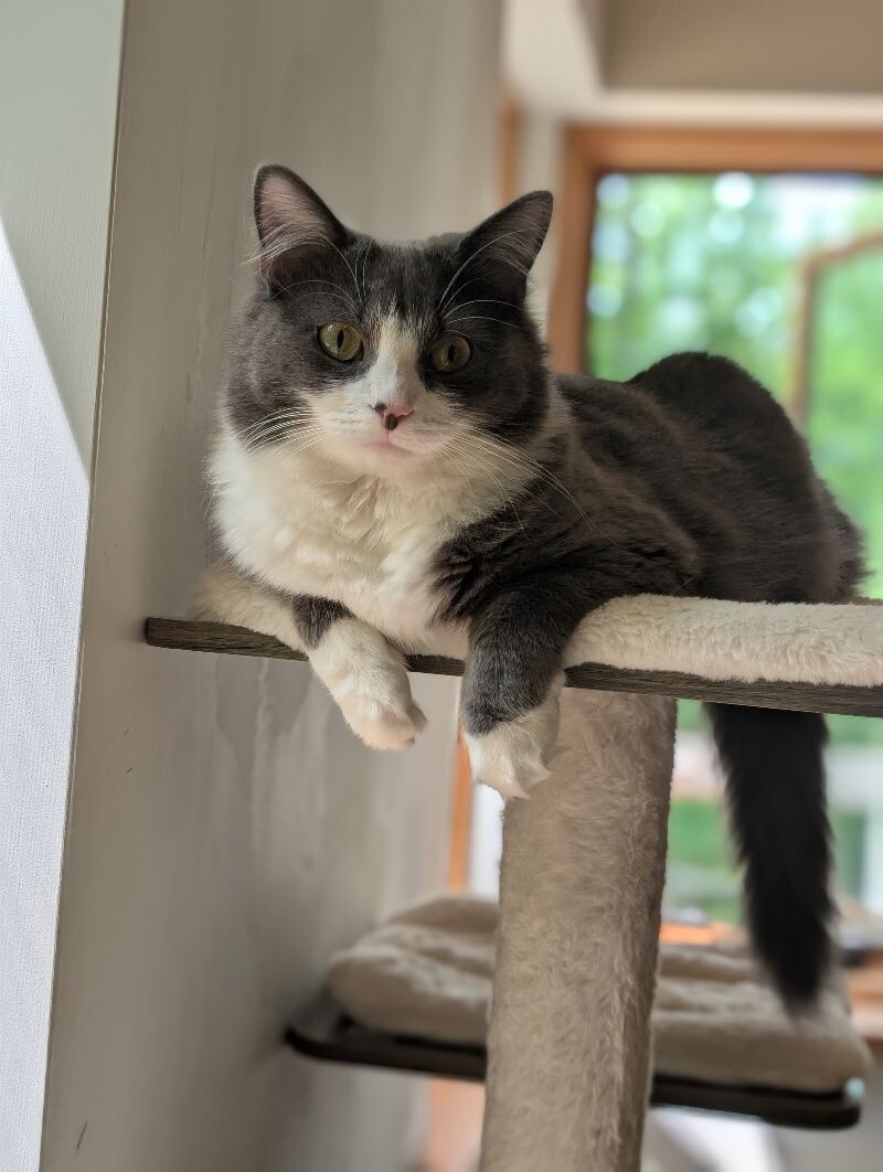 Gracie