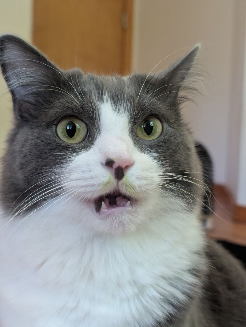 Gracie