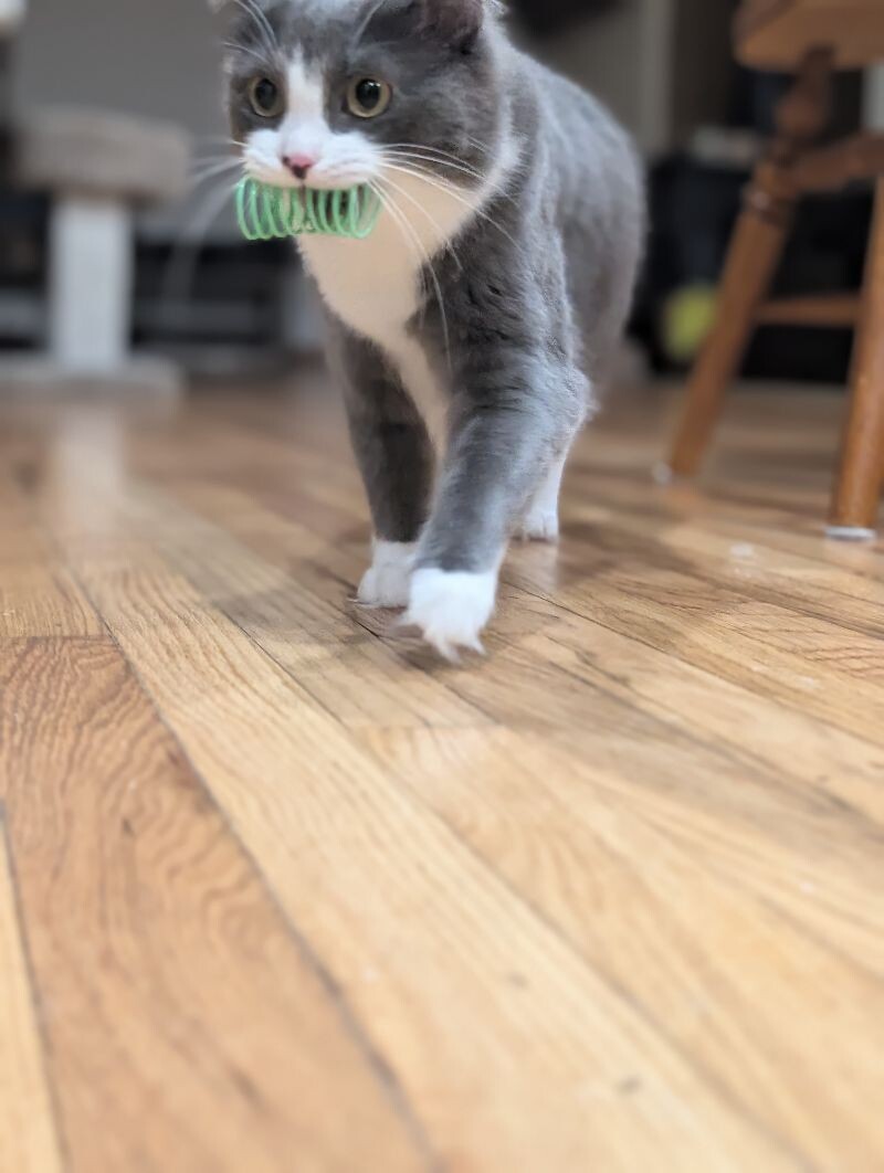 Gracie