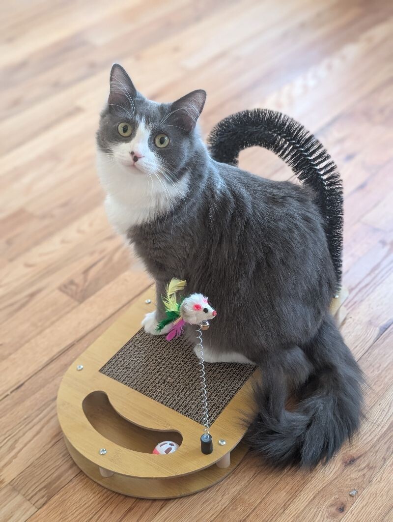 Gracie