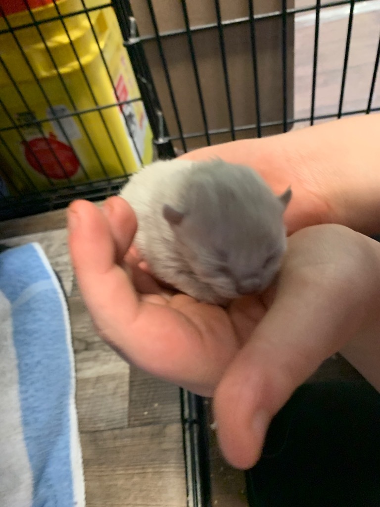 Ingwe, an adoptable Himalayan in Algona, IA, 50511 | Photo Image 2