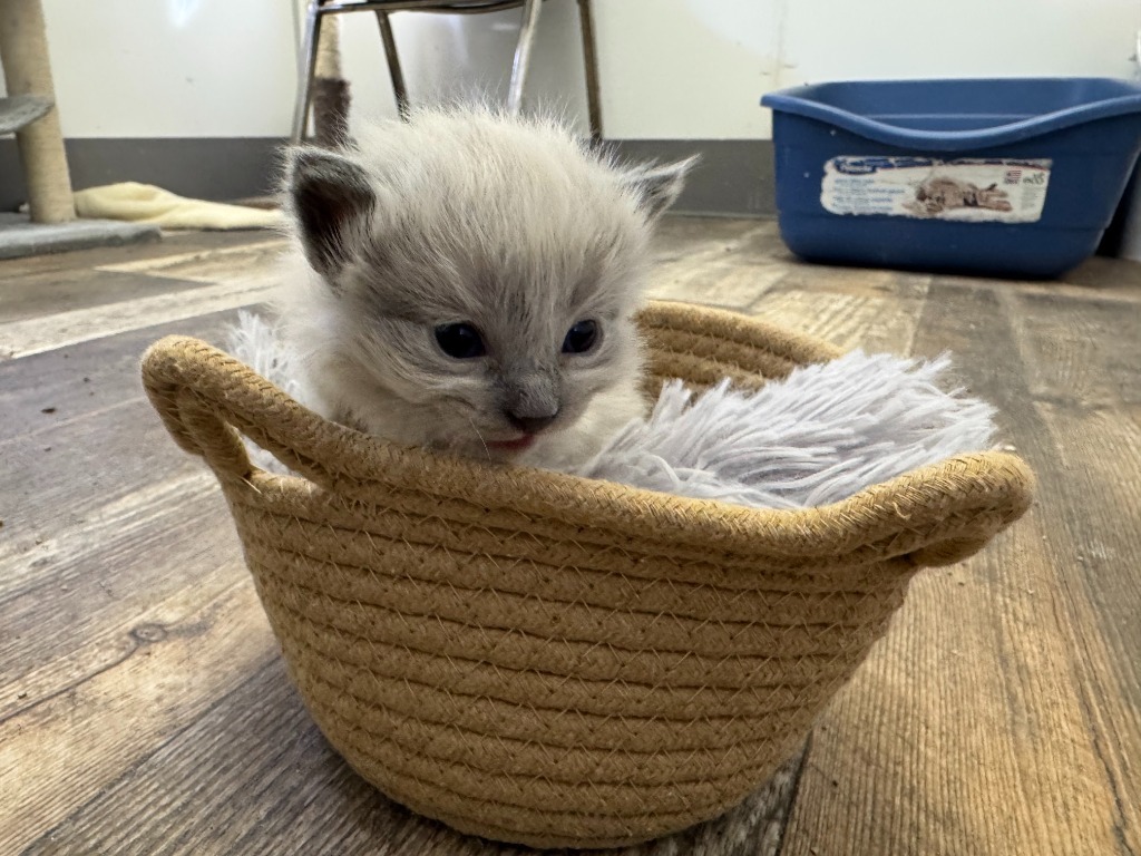 Ingwe, an adoptable Himalayan in Algona, IA, 50511 | Photo Image 5