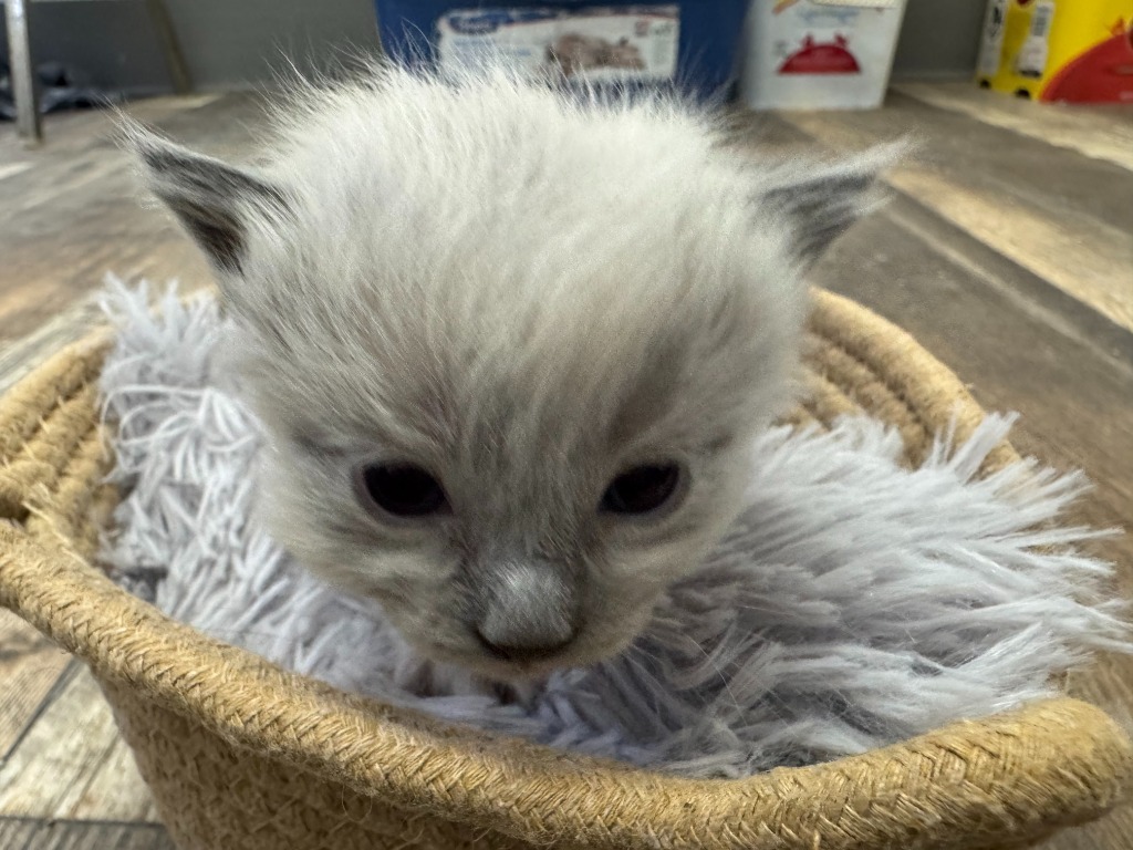 Ingwe, an adoptable Himalayan in Algona, IA, 50511 | Photo Image 6