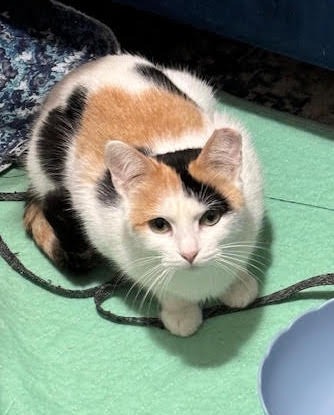 Mama Spice, an adoptable Domestic Short Hair in Salt Lake City, UT, 84117 | Photo Image 1