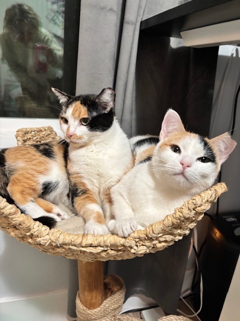 Mama Spice, an adoptable Domestic Short Hair in Salt Lake City, UT, 84117 | Photo Image 2