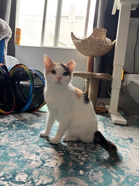 Mama Spice, an adoptable Domestic Short Hair in Salt Lake City, UT, 84117 | Photo Image 3