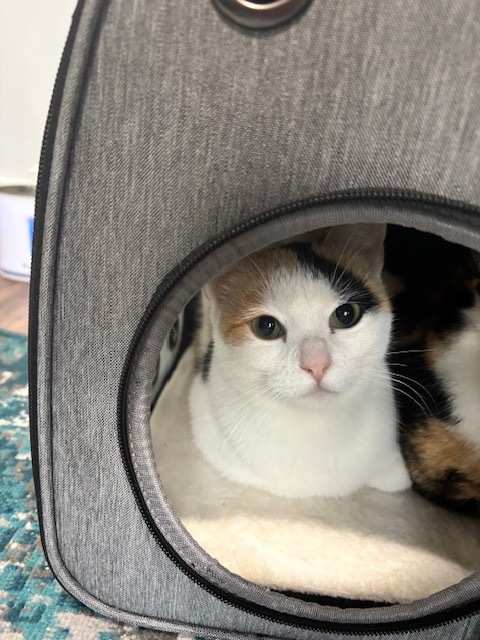 Mama Spice, an adoptable Domestic Short Hair in Salt Lake City, UT, 84117 | Photo Image 4