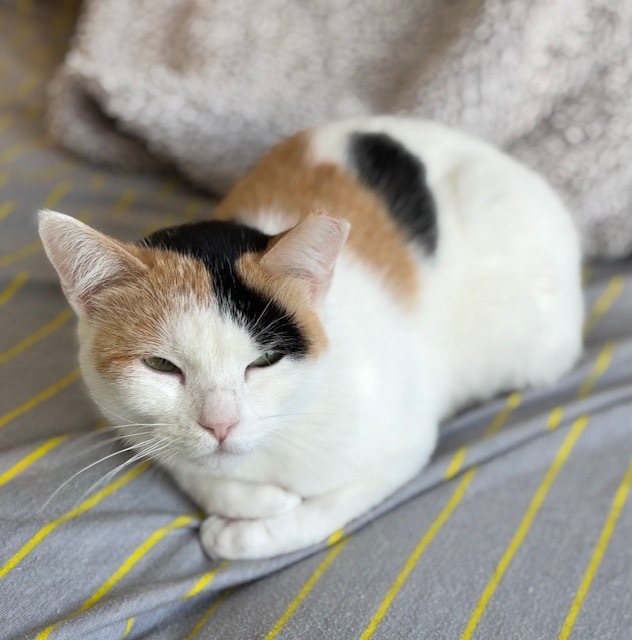Mama Spice, an adoptable Domestic Short Hair in Salt Lake City, UT, 84117 | Photo Image 5