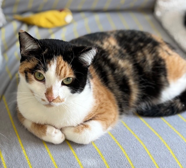 Spicy Spice, an adoptable Domestic Short Hair in Salt Lake City, UT, 84117 | Photo Image 1