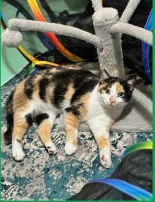 Spicy Spice, an adoptable Domestic Short Hair in Salt Lake City, UT, 84117 | Photo Image 2