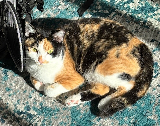 Spicy Spice, an adoptable Domestic Short Hair in Salt Lake City, UT, 84117 | Photo Image 6