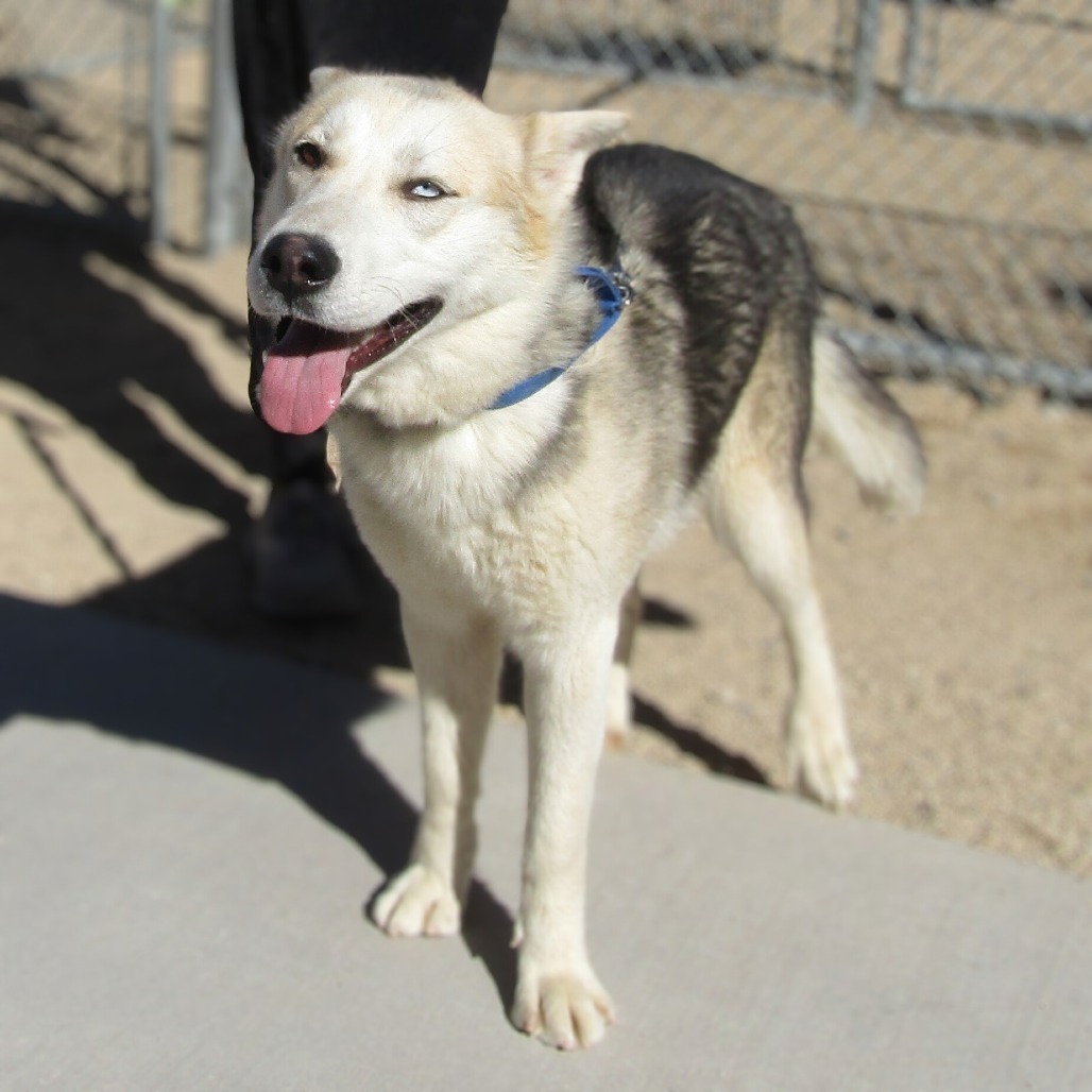 Luther, an adoptable Mixed Breed in Las Cruces, NM, 88012 | Photo Image 1