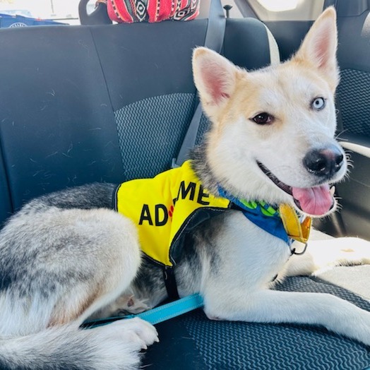 Luther, an adoptable Mixed Breed in Las Cruces, NM, 88012 | Photo Image 1