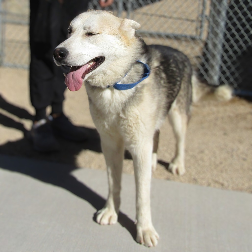 Luther, an adoptable Mixed Breed in Las Cruces, NM, 88012 | Photo Image 4