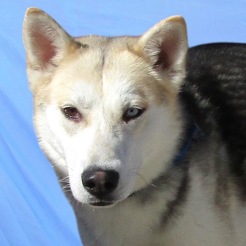 Luther, an adoptable Mixed Breed in Las Cruces, NM, 88012 | Photo Image 2