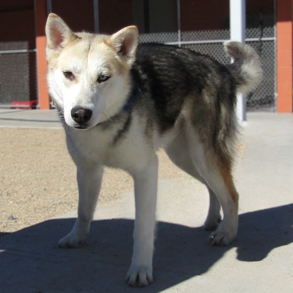 Luther, an adoptable Mixed Breed in Las Cruces, NM, 88012 | Photo Image 5