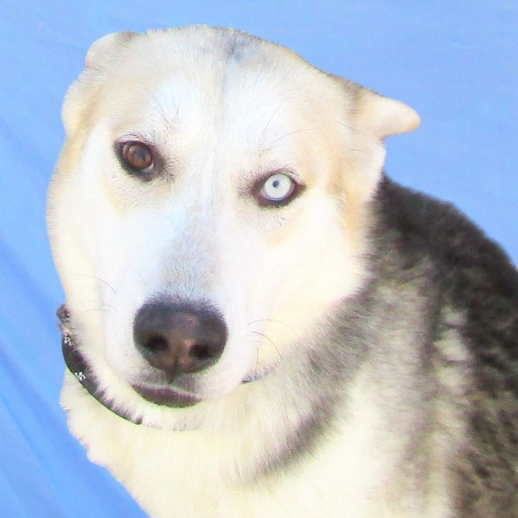 Luther, an adoptable Mixed Breed in Las Cruces, NM, 88012 | Photo Image 3