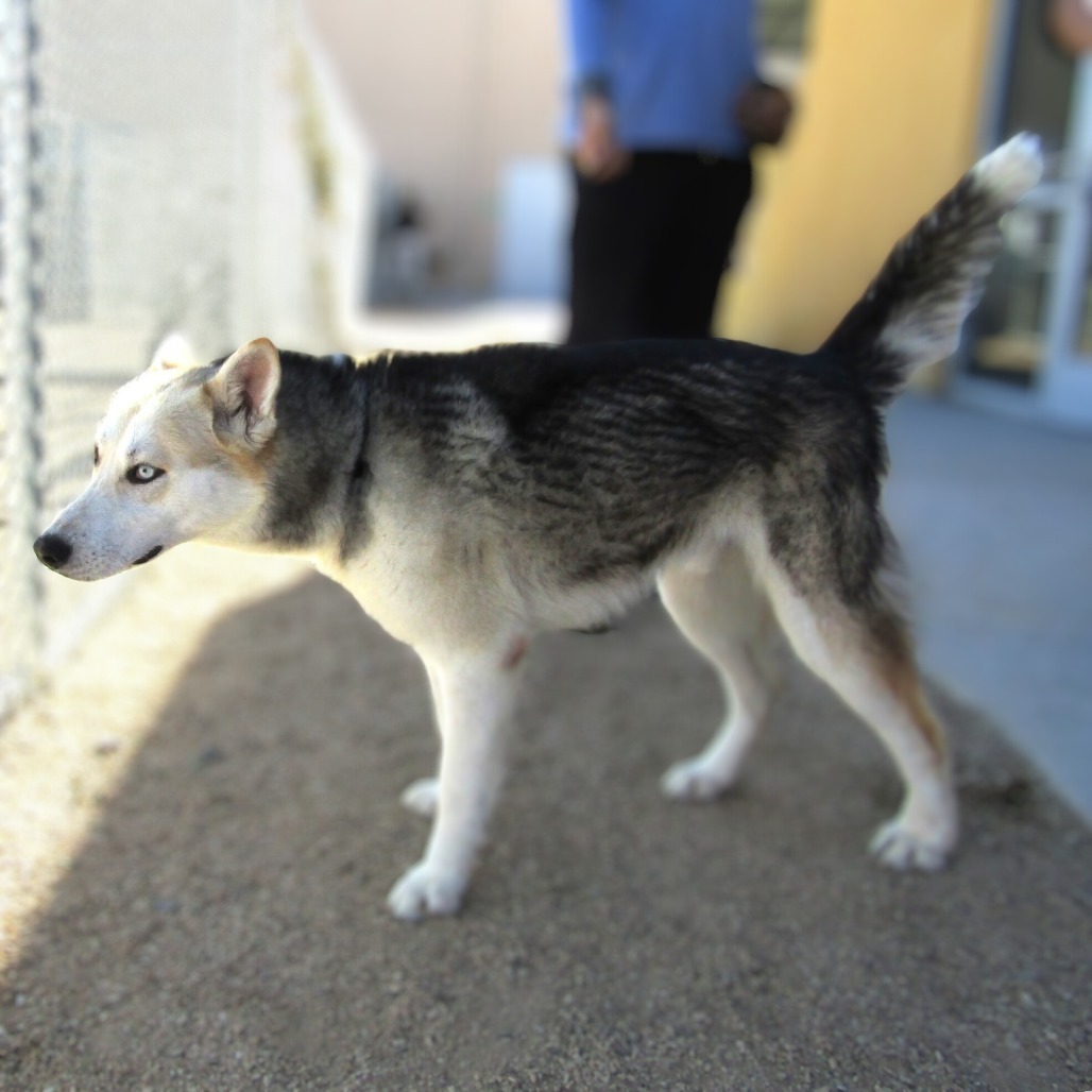 Luther, an adoptable Mixed Breed in Las Cruces, NM, 88012 | Photo Image 6