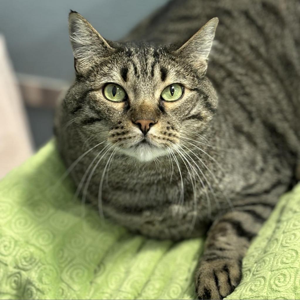 Frank, an adoptable Domestic Short Hair in Sheridan, WY, 82801 | Photo Image 1