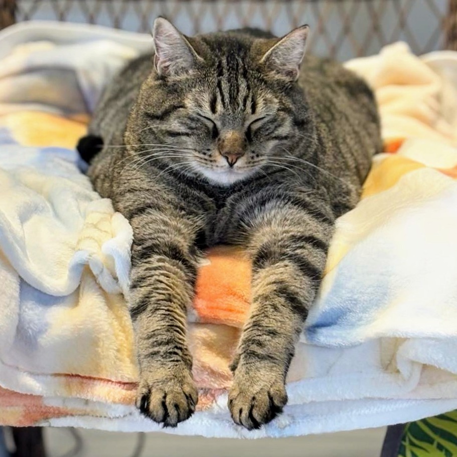 Frank, an adoptable Domestic Short Hair in Sheridan, WY, 82801 | Photo Image 2