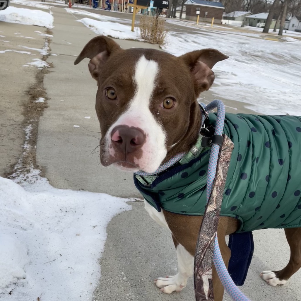 Jim Bob, an adoptable Mixed Breed in Bismarck, ND, 58507 | Photo Image 2