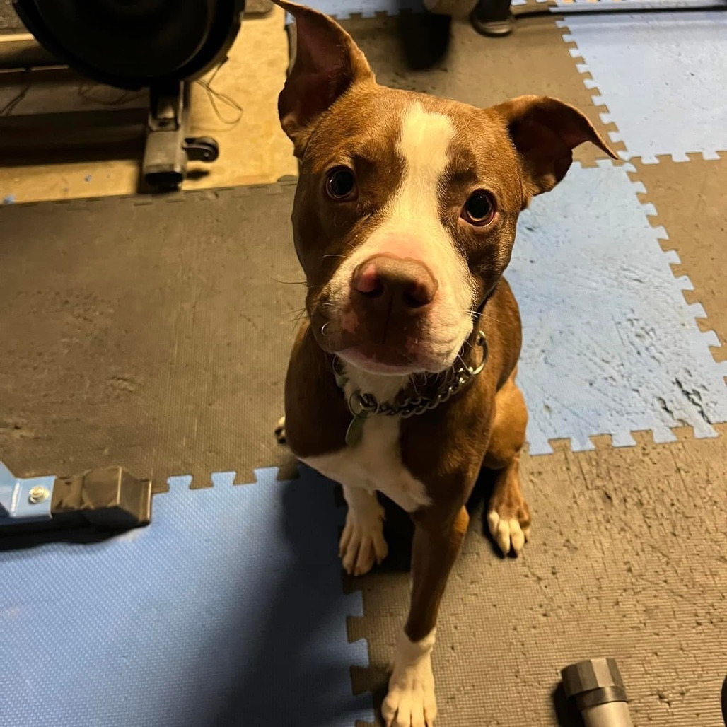 Jim Bob, an adoptable Mixed Breed in Bismarck, ND, 58507 | Photo Image 4