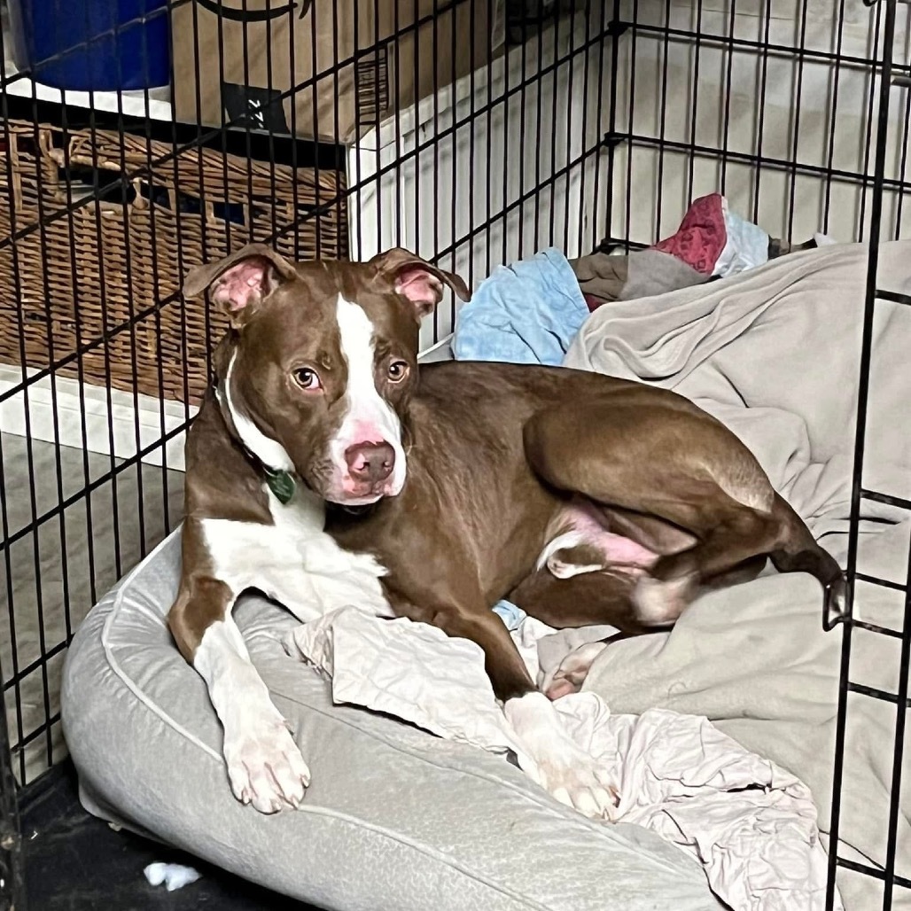 Jim Bob, an adoptable Mixed Breed in Bismarck, ND, 58507 | Photo Image 5