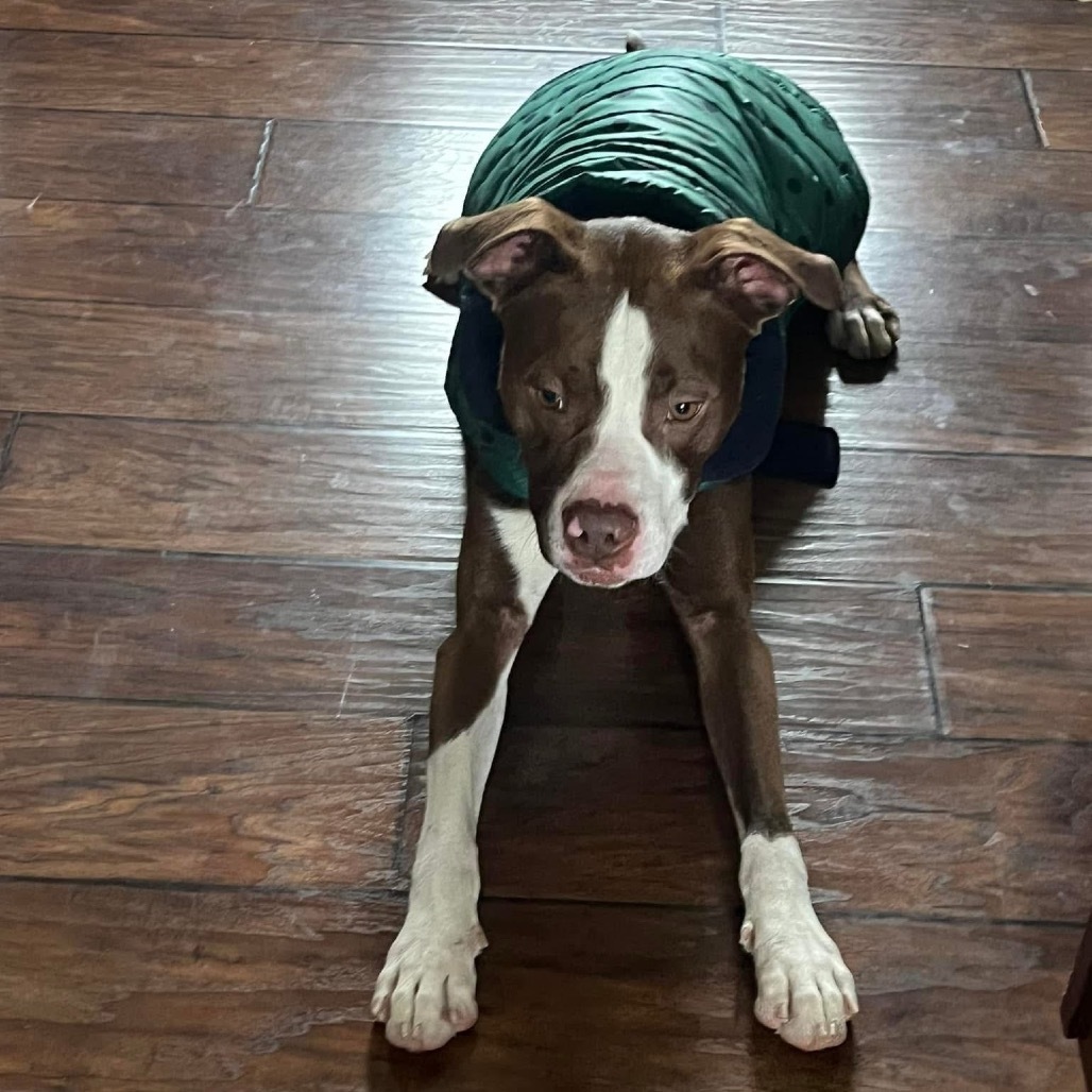Jim Bob, an adoptable Mixed Breed in Bismarck, ND, 58507 | Photo Image 6