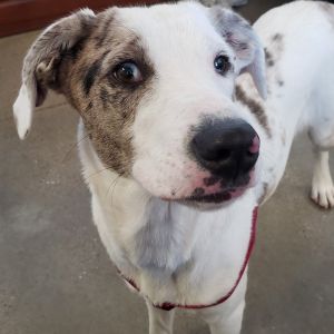 Jeff, Young Male Catahoula Leopard Dog