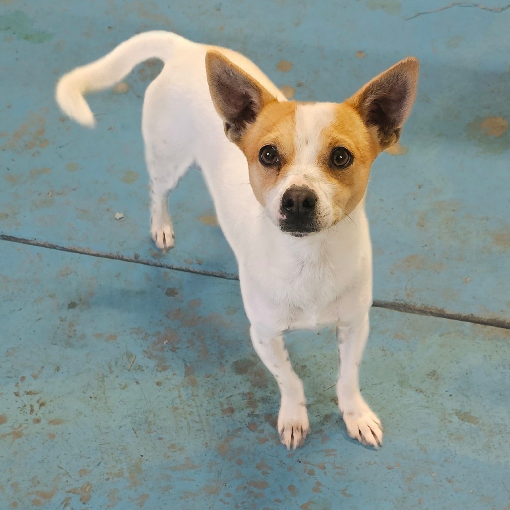 Ziggy, an adoptable Chihuahua in Goltry, OK, 73739 | Photo Image 1