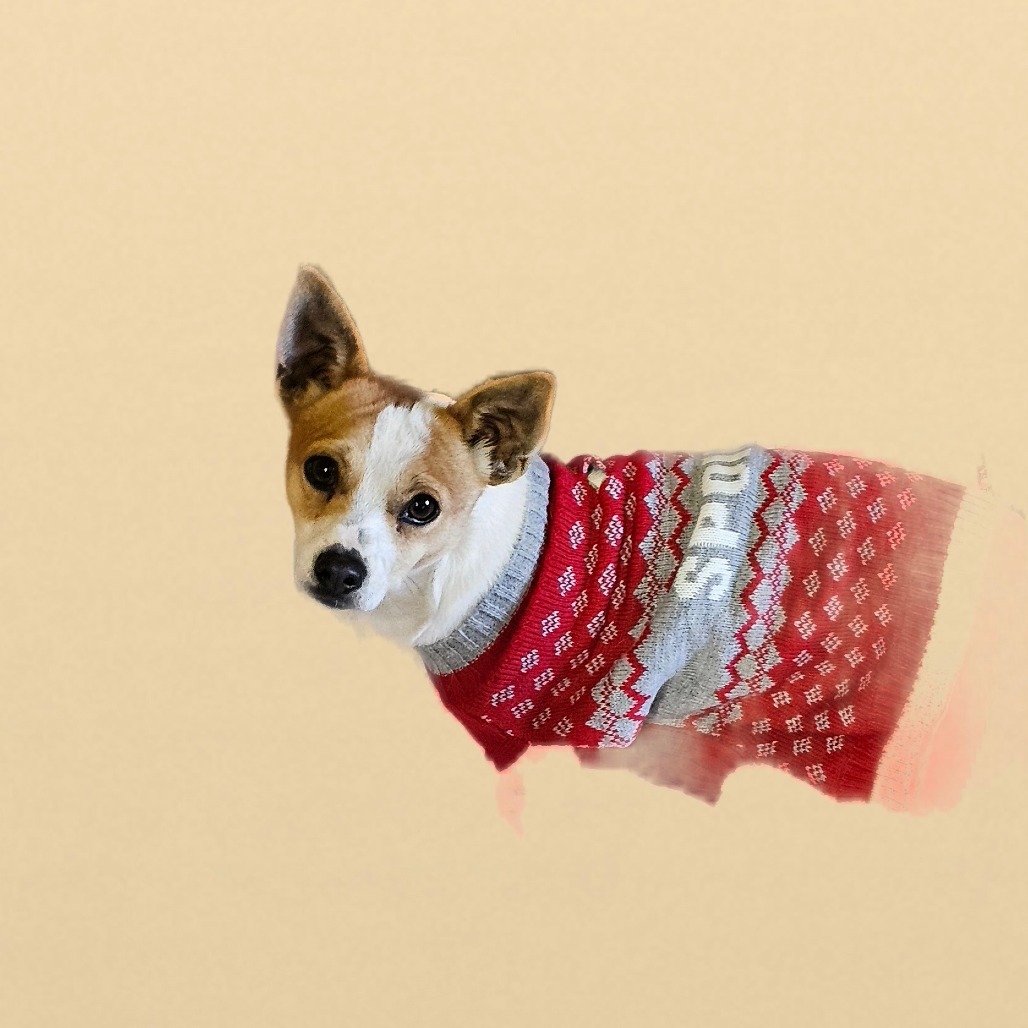 Ziggy, an adoptable Chihuahua in Goltry, OK, 73739 | Photo Image 2