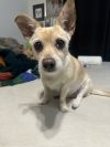 Piper photo 1