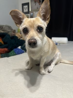 Piper, Adult Female Chihuahua