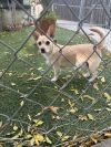 Piper photo 3