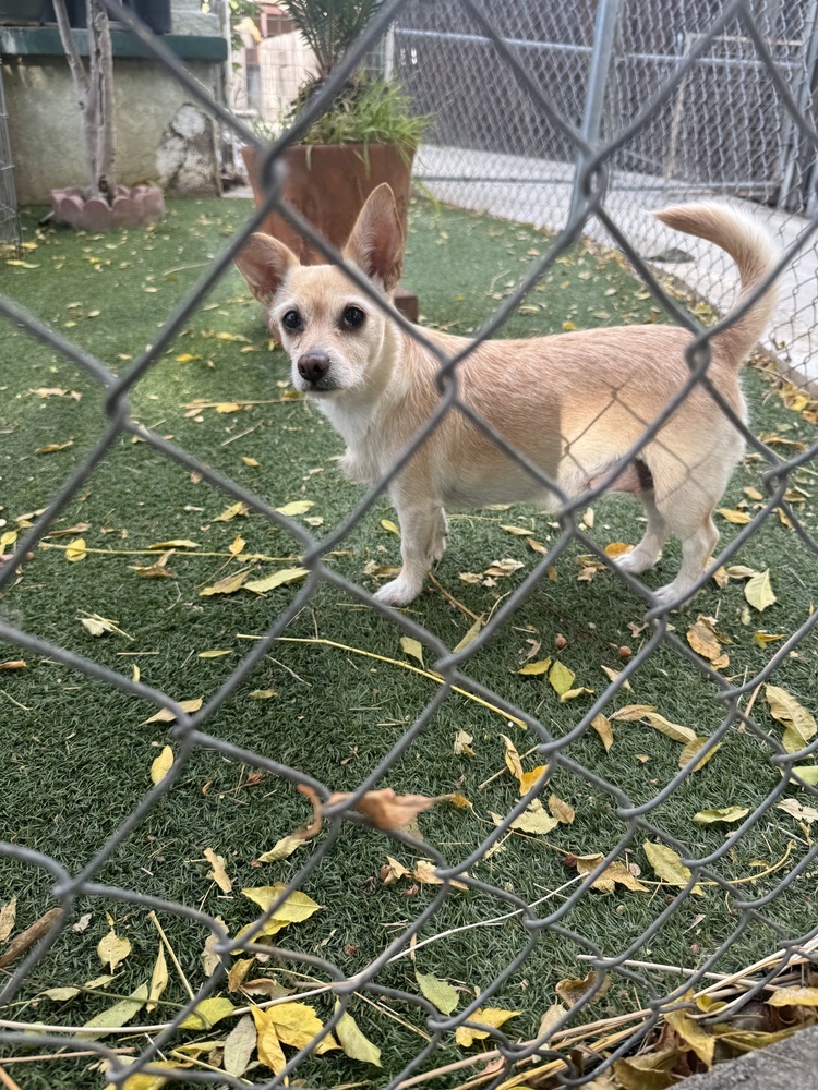 Piper