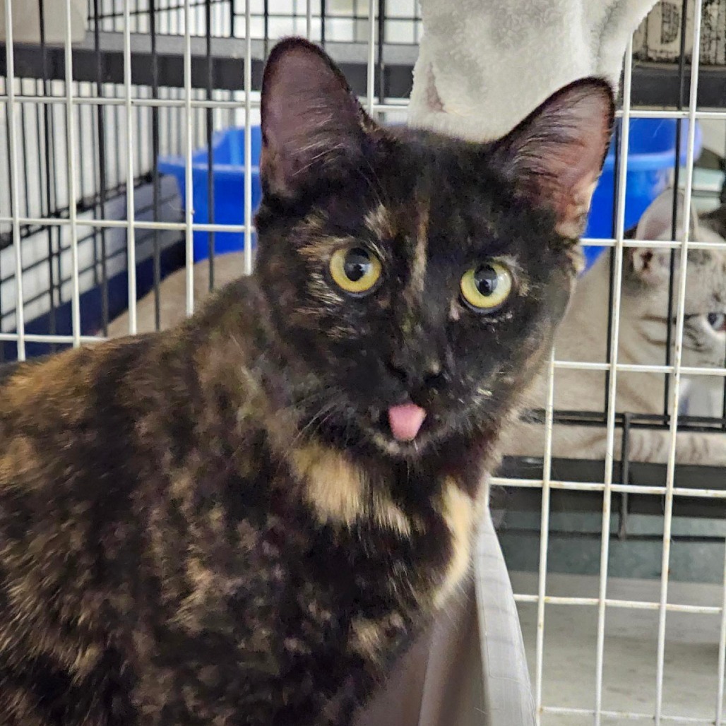 Cupcake, an adoptable Domestic Short Hair in Mount Shasta, CA, 96067 | Photo Image 3