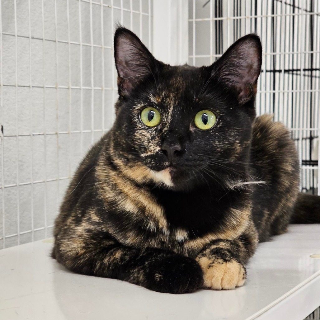 Cookie, an adoptable Domestic Short Hair in Mount Shasta, CA, 96067 | Photo Image 1