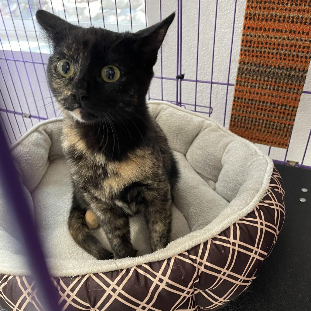 Cookie, an adoptable Domestic Short Hair in Mount Shasta, CA, 96067 | Photo Image 2