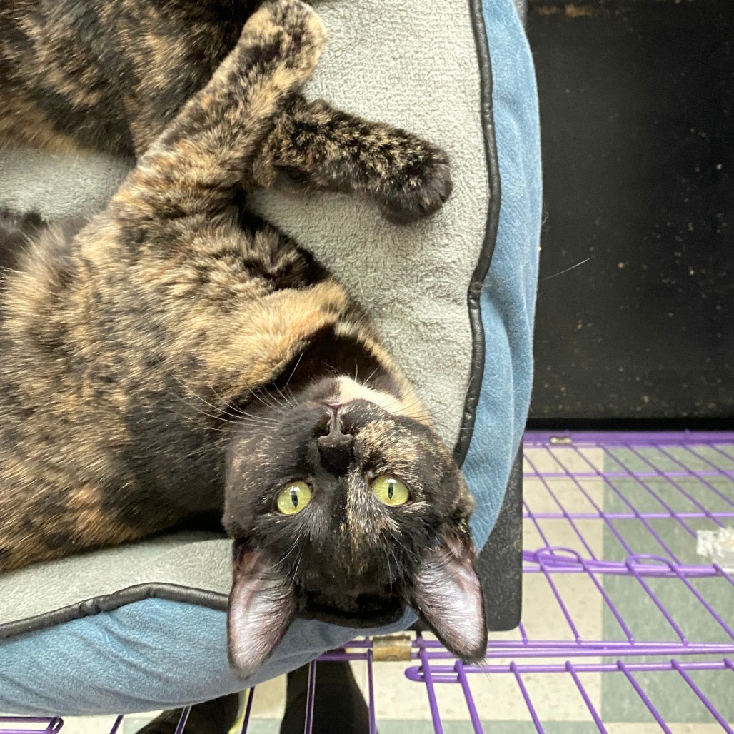 Cookie, an adoptable Domestic Short Hair in Mount Shasta, CA, 96067 | Photo Image 3