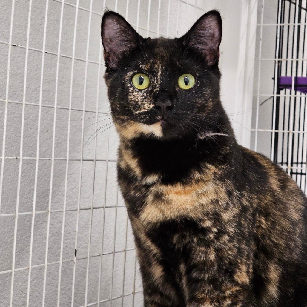 Cookie, an adoptable Domestic Short Hair in Mount Shasta, CA, 96067 | Photo Image 4