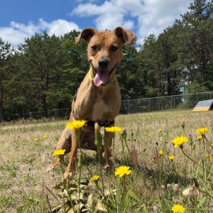 Mollys wish for this Christmas is to find a family and home for the holidays She warms up quickly